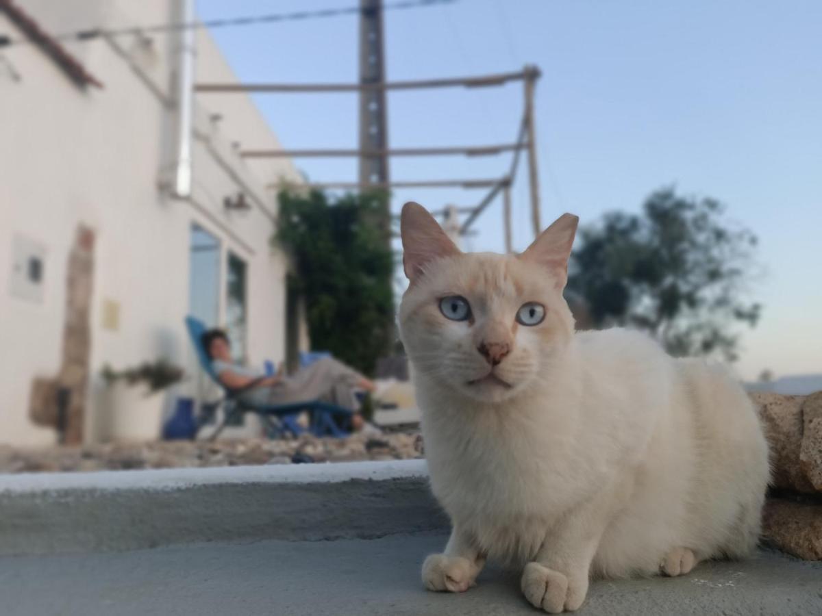 Appartamento Casa do gato preto Arganil Esterno foto